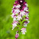 Orchis ustulata